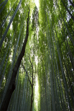 9光-是什么